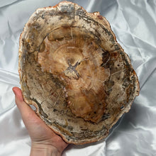 Load image into Gallery viewer, XL Petrified Wood Slab B
