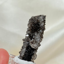 Load image into Gallery viewer, RARE Smoky Quartz on Petrified Wood Specimen from Arizona

