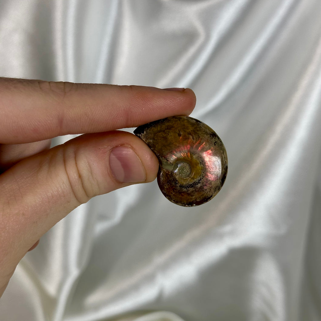 Opalized Ammonite Fossil G