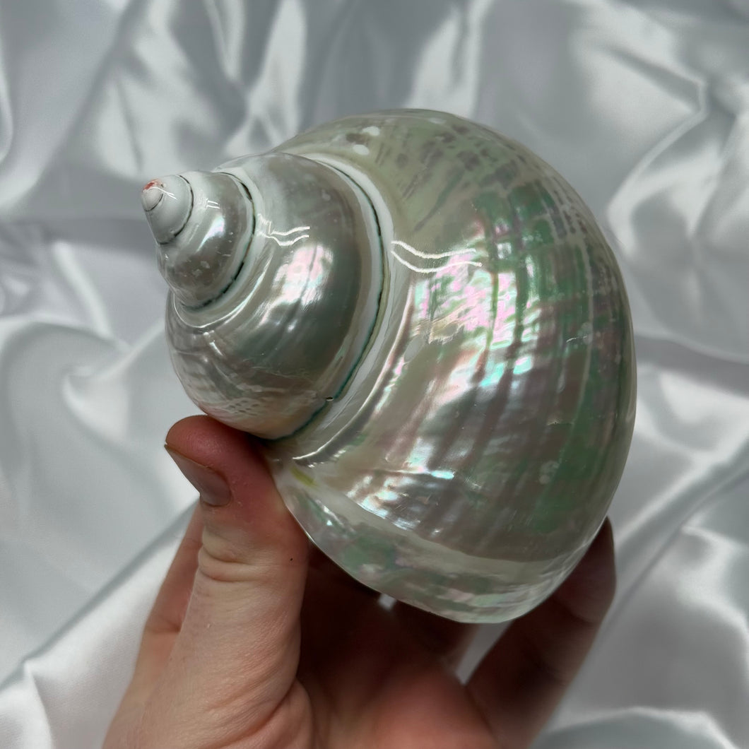 XL Pearlized Turbo Shell