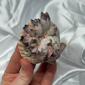 Clam Shells with Barnacles