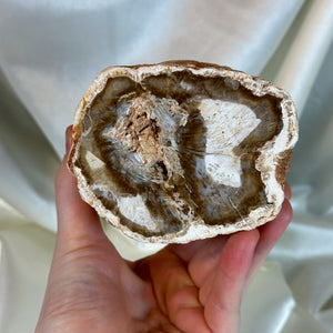 XL Petrified Wood Log (2lb7oz)