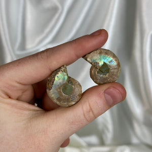 Ammonite Fossil Pair C