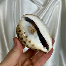 Load image into Gallery viewer, Tiger Cowrie Shell
