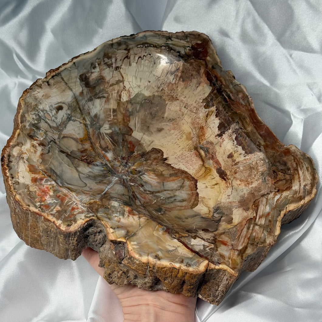 XXL Petrified Wood Bowl/Basin