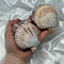 Load image into Gallery viewer, Clam Shells with Barnacles
