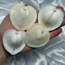 Load image into Gallery viewer, White Heart Shells (repaired)
