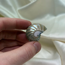 Load image into Gallery viewer, Drilled Pearly Shell A
