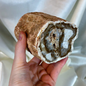 XL Petrified Wood Log (2lb7oz)