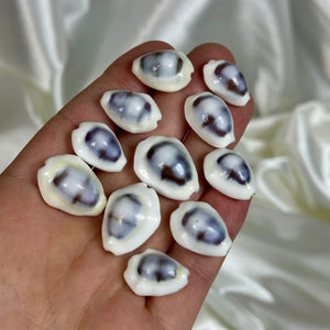 Cowrie Shells