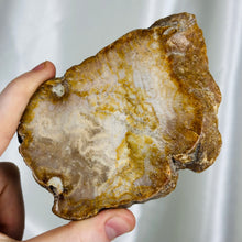 Load image into Gallery viewer, Fossilized Coral Slab with stand
