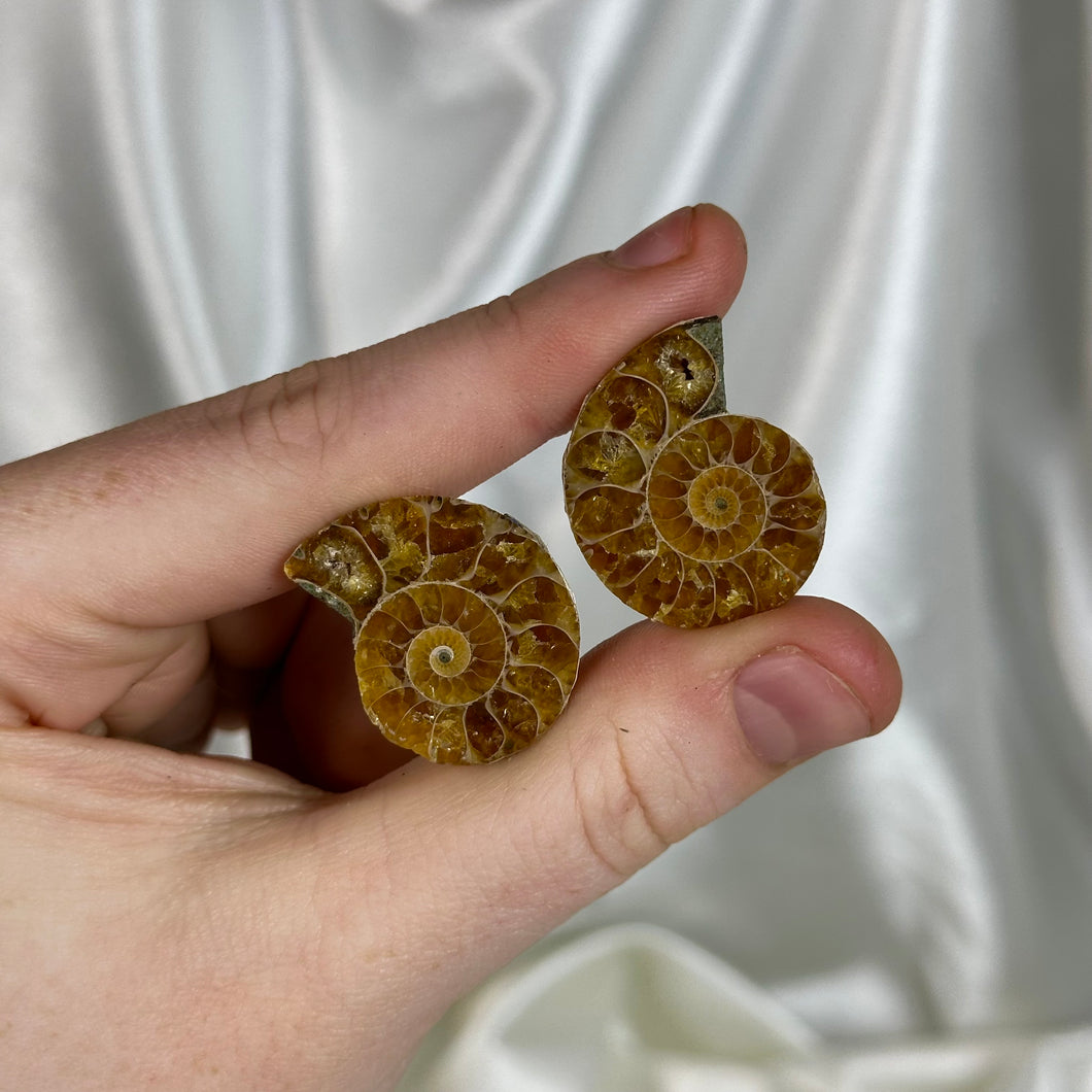 Ammonite Fossil Pair C