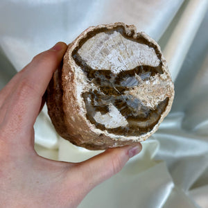 XL Petrified Wood Log (2lb7oz)