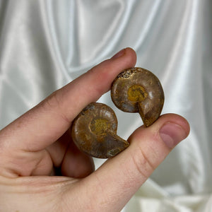 Ammonite Fossil Pair E