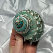 Load image into Gallery viewer, Green/Blue with Pearlized Stripes Turbo Shell B
