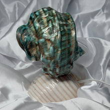Load image into Gallery viewer, Seashell Lamp
