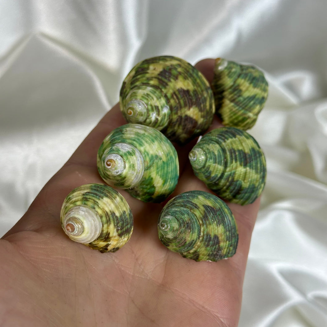 Green Turbo Seashells (Pearlized Inside)