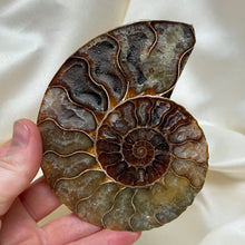 Load image into Gallery viewer, Naturally Iridescent Ammonite Matching Pair with Crystallized Inside B

