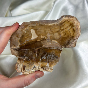 Petrified Wood Slab
