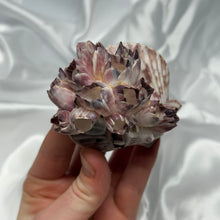 Load image into Gallery viewer, Clam Shells with Barnacles

