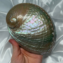 Load image into Gallery viewer, XL Pearlized Abalone Shell A
