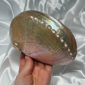 XL Pearlized Abalone Shell A