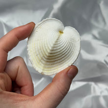 Load image into Gallery viewer, White Heart Shells (repaired)
