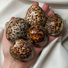 Load image into Gallery viewer, Tiger Cowrie Shell Clutches
