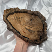 Load image into Gallery viewer, XL Petrified Wood Slab A
