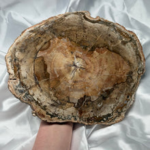 Load image into Gallery viewer, XL Petrified Wood Slab B
