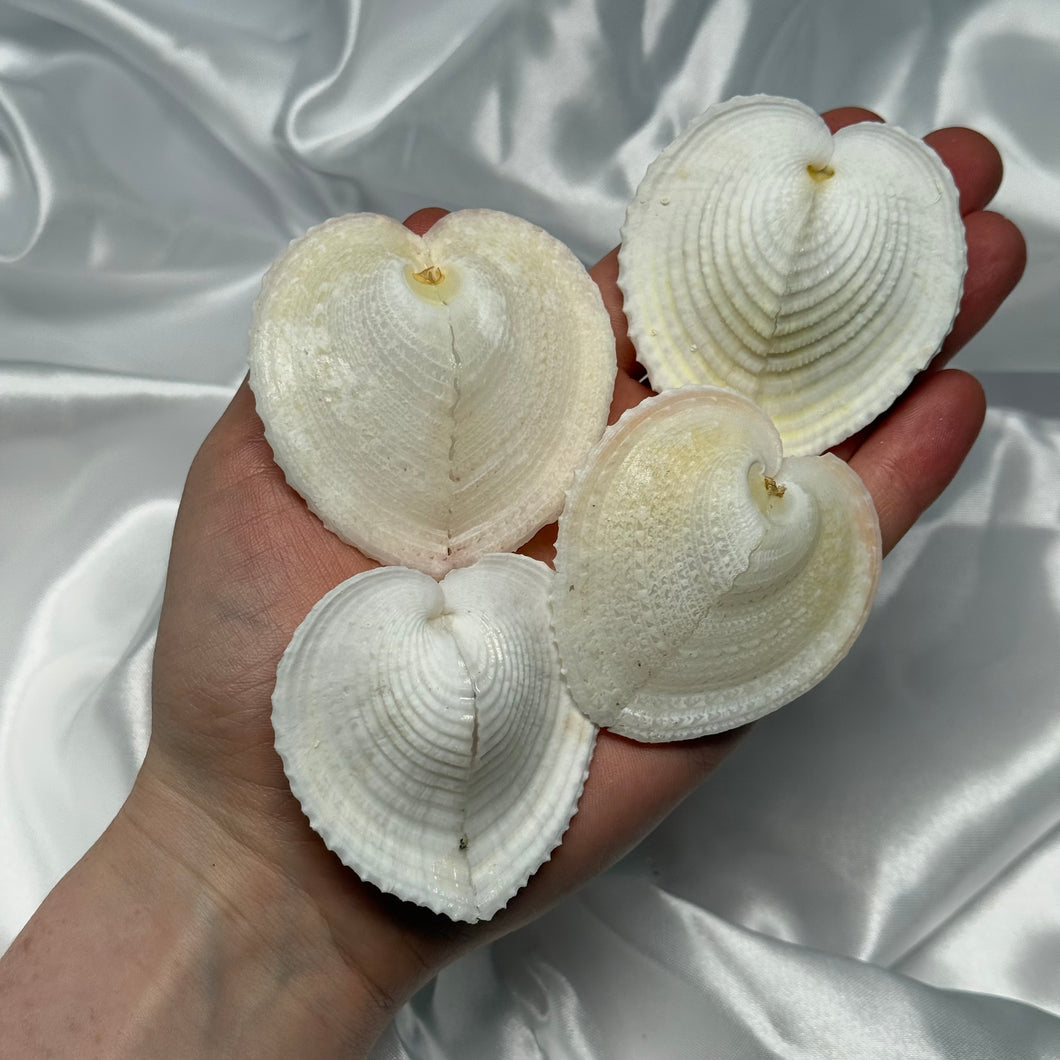 White Heart Shells (repaired)