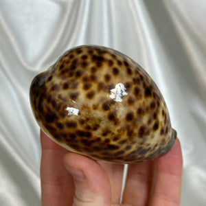 Tiger Cowrie Shell