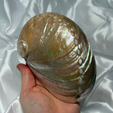 Load image into Gallery viewer, Large Pearlized Abalone Shell B
