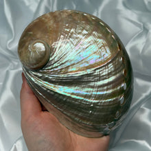 Load image into Gallery viewer, Large Pearlized Abalone Shell B
