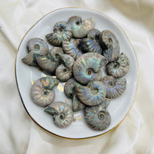 Load image into Gallery viewer, Opalized Ammonite Fossils
